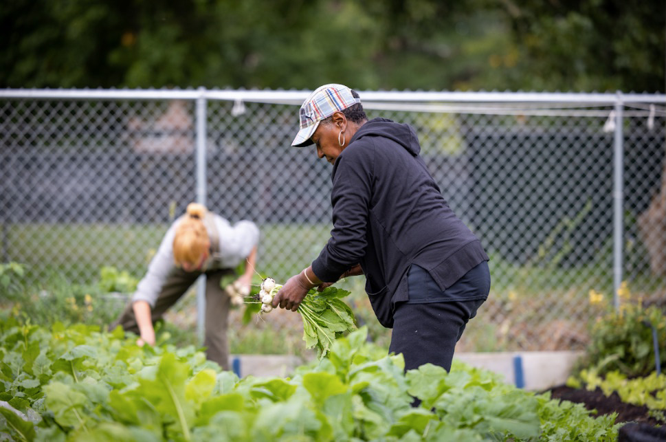 Two people harvesting vegetables in a garden, with one person holding leafy greens and a fence in the background.